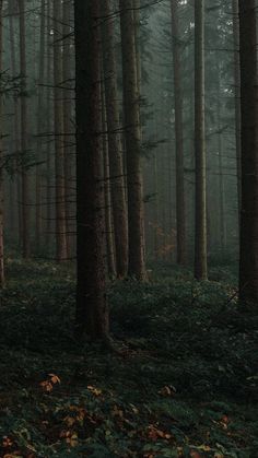 a forest filled with lots of tall trees