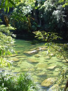 the water is crystal clear and green in this area with lots of trees around it