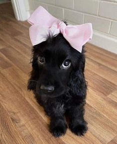 a small black dog with a pink bow on its head sitting on the wooden floor