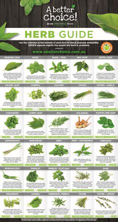 the herb guide for beginners to learn how to grow and use it in your garden