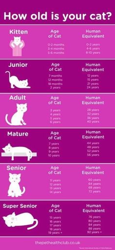 the different types of cats and their names