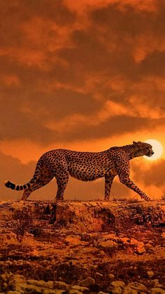 a large cheetah walking across a dry grass field under a red sky with clouds