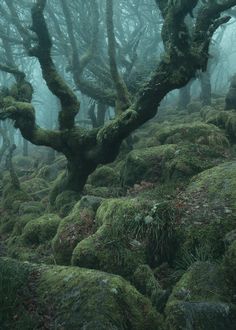 moss covered rocks and trees in the woods on a foggy day, with low hanging branches