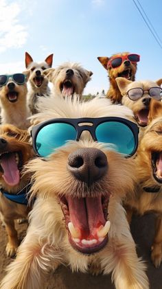 a group of dogs wearing sunglasses and smiling