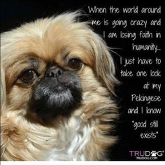 a close up of a small dog with a quote on it's face and the words, when the world around me is going crazy and i am losing faith in humanity