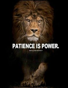 an image of a lion with the caption'patience is power '