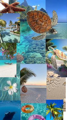 a collage of photos with sea animals and tropical scenes in the bottom right corner