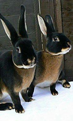two black and brown rabbits standing next to each other