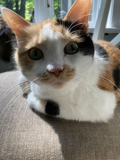 a calico cat sitting on the arm of a chair looking at the camera with one eye open