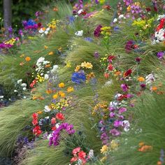 colorful flowers are growing on the side of a hill