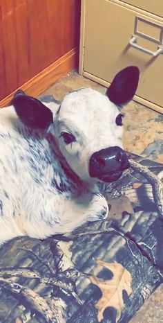 a cow laying on top of a bed next to a wooden cabinet and drawers in a room