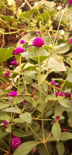 some purple flowers and green leaves on a sunny day