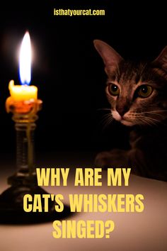 a cat sitting next to a lit candle with the caption why are my cats whiskers single?