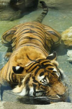 two tigers laying in water next to each other