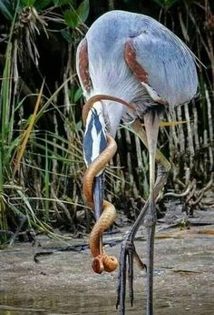 a large bird standing on top of a body of water