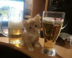 a small kitten sitting next to two glasses of beer on a table with a computer monitor in the background