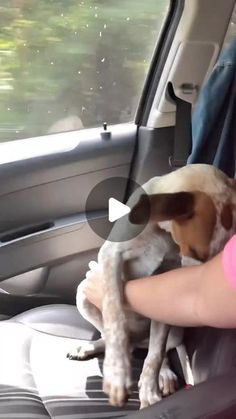 a dog sitting in the back seat of a car being held up by someone's hand