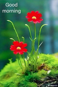 two red flowers sitting on top of a green moss covered ground with the words good morning