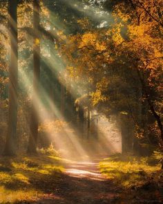 sunlight shining through the trees onto a dirt road in an autumn forest with yellow leaves