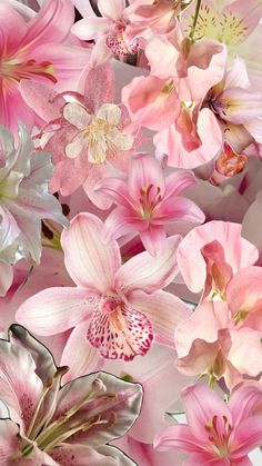 Pink, Iphone, Flowers, Wallpaper Background, Wallpaper Iphone, White