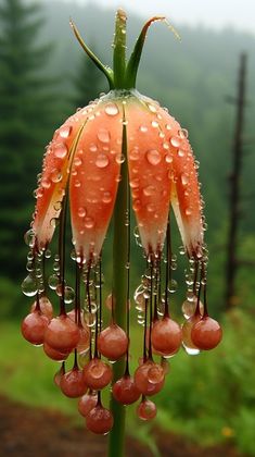 an orange flower with drops of water on it's petals in front of a forest