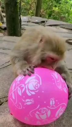 a monkey playing with a pink ball on the ground