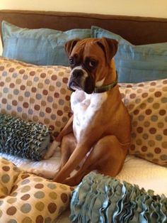 a brown and white dog sitting on top of a bed