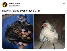 two pictures one with a chicken and the other has an egg in it's shell