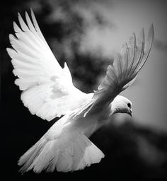 a white bird flying through the air with its wings spread