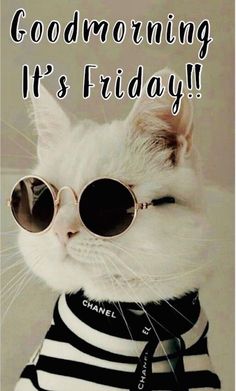 a white cat wearing sunglasses and a shirt with the words good morning it's friday