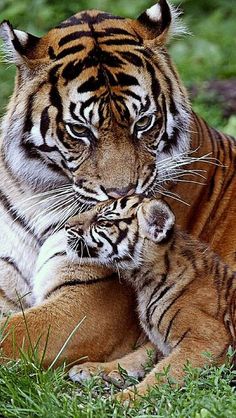 two tiger cubs cuddle together in the grass