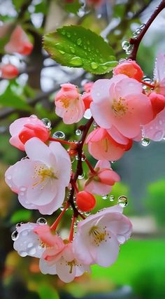 pink and white flowers with water droplets hanging from the stems, on a tree branch