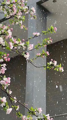 pink and white flowers are blooming on the outside of a building