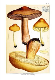 an illustration of some mushrooms on a white background