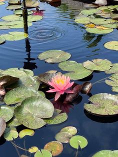 a pink flower floating on top of a pond filled with water lilies and leaves