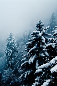 black and white photograph of snow covered trees in the mountains with foggy sky behind them