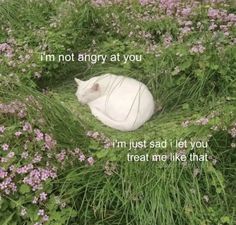 a white cat laying in the middle of a field with flowers and grass around it that says, i'm not angry at you