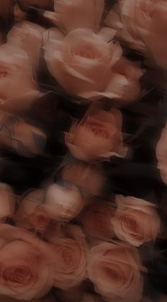 blurry photograph of pink roses with black background
