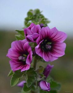 purple flowers with green leaves in the foreground