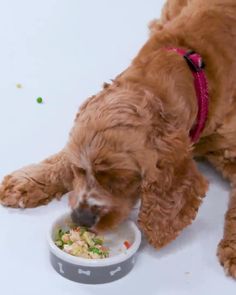 a dog eating food from a yellow plate