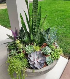 a planter filled with succulents and other plants