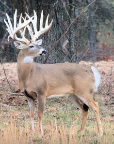 a deer with antlers standing in front of some trees and grass on the ground