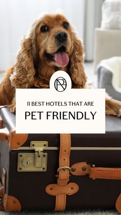 a dog sitting on top of a suitcase with the words best hotels that are pet friendly