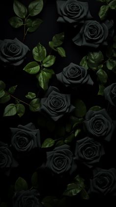 black roses with green leaves on a dark background