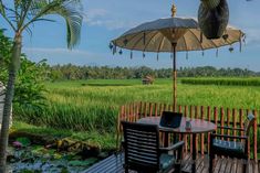 an umbrella and chairs on a wooden deck in front of a rice field with green plants