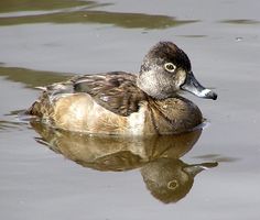 a duck floating on top of a body of water