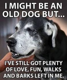 a black and white dog holding a carrot in it's mouth with the caption i might be an old dog but