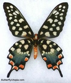 a black and white butterfly with orange spots on its wings, sitting on a white surface