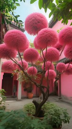 pink flowers are growing on the branches of a tree in front of a pink building