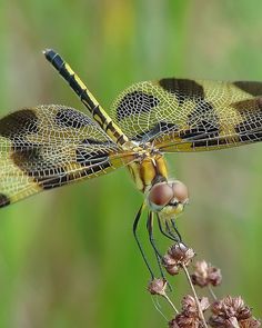 a dragonfly sitting on top of a plant with it's wings spread out
